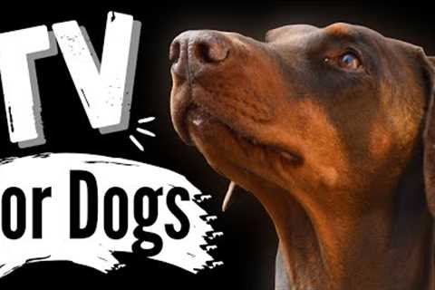 TV for Dogs |?STUNNING BROWN DOGS? |Dog Entertainment | Videos for Dogs To Watch