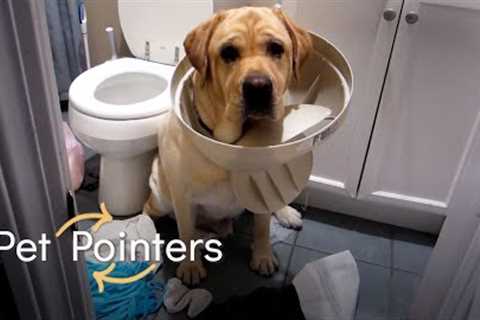 Pet Proofing Your Home | Pet Pointers