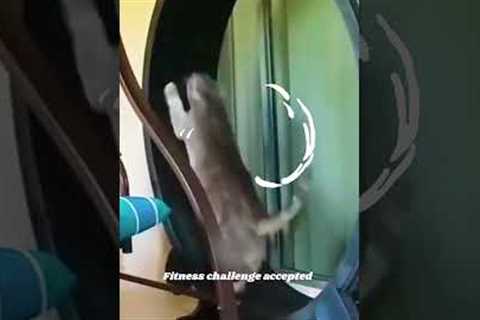 Funny Cat Runs On  Wheel!