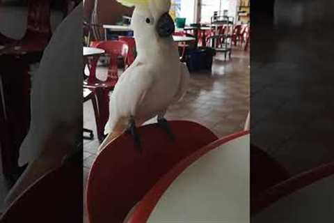 Funny Bird Has a Blast Headbanging!