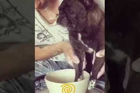 French Bulldog Does Pottery!