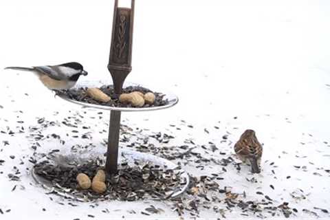 Serving Tray for Winter Birds and Squirrels - 10 Hours - Jan 10, 2022