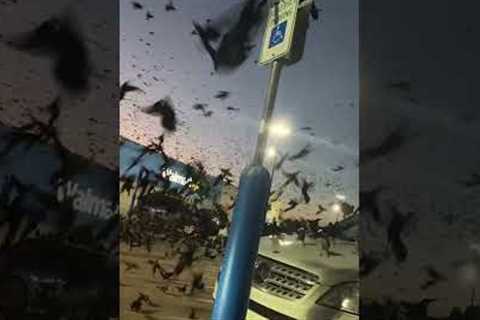 Insane Amount of Crows Takeover Parking Lot!