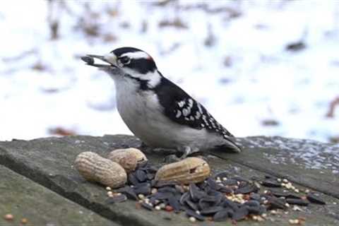 10 hours - Woodpeckers, Squirrels and Various Birds - January 11, 2022