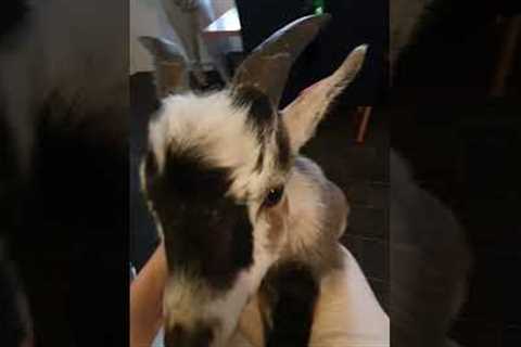 Goat Loves to Headbutt!