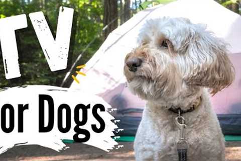 TV for Dogs |?DOGS CAMPING? |Dog Entertainment | Videos for Dogs To Watch | ?OUTDOOR ?DOG ADVENTURES