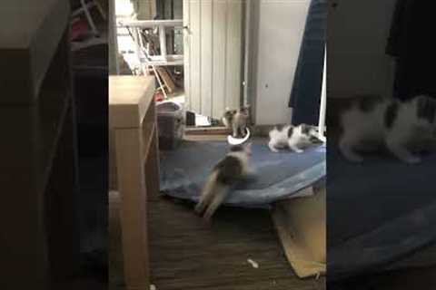 Adorable Kittens Playfully Chase Each Other!