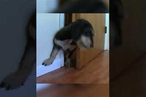 Silly Dog Squeezes in and Out of Half-Opened Door