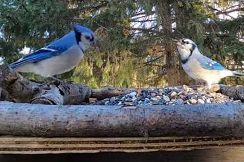 Jays and Black Squirrels at the deck feeder - January 14, 2022