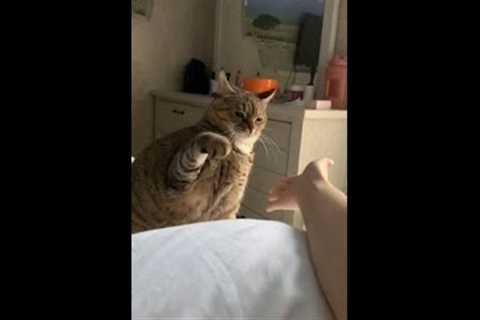 Cat Gives High Five To Owner - 1277436