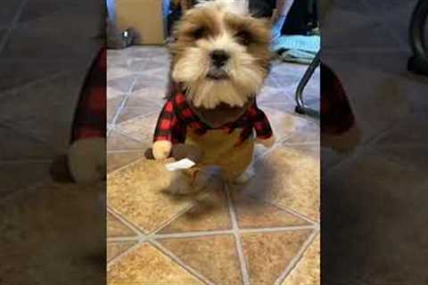 Little Dog Wears Cute Costume With Prop