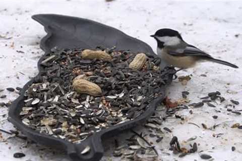 Serving Tray for Birds and Squirrels - 10 Hours - Jan 15, 2022