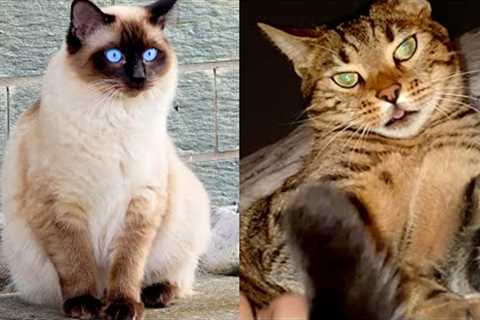 Who Wins: Bengal cat vs Siamese Cat