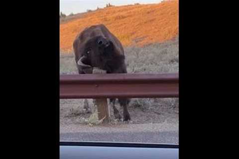 Bison Scratches Beard on Fence Post - 1281669