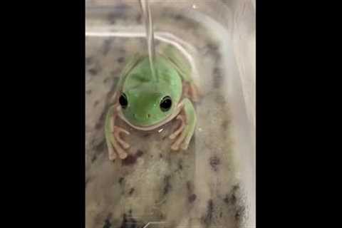 Frog Sits Calmly While Getting Bathed in Water - 1281047