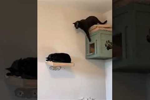 Jumping Cat Breaks Shelf on Launch