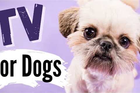 TV for Dogs | Dog Stories |?PETTING DOGS?| Dog Entertainment | Videos for Dogs To Watch- Calming?