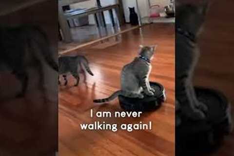 Cat Rides Around House on Robotic Vacuum Cleaner