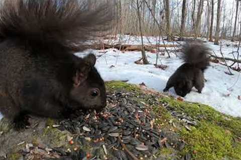 10 hours Forest Squirrels with Woodpeckers - January 18, 2022