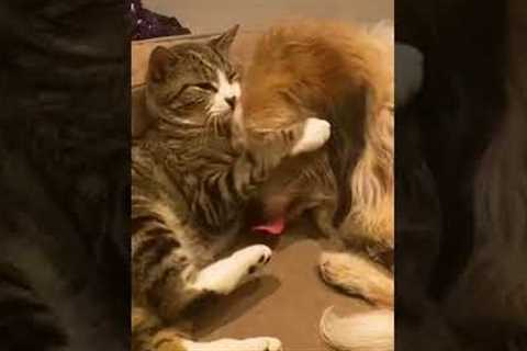 Cat And Dog Cuddle With Each Other