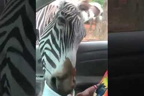 Zebra Steals Food!