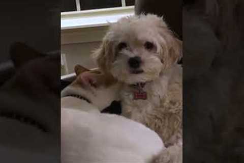 Dog Snuggles With Cat on Couch