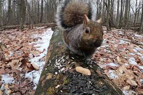 10 Hours - Spectacular Winter Squirrels on a Log -  January 20, 2022