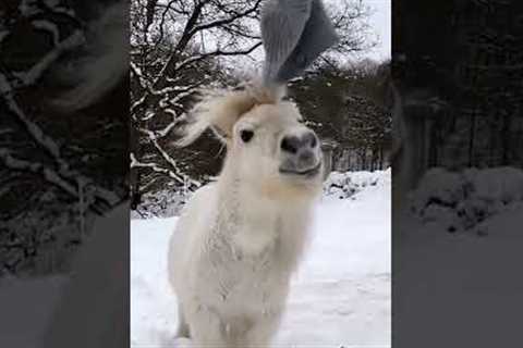 Pony Stylishly Flips Cap to Place it on Top of His Head