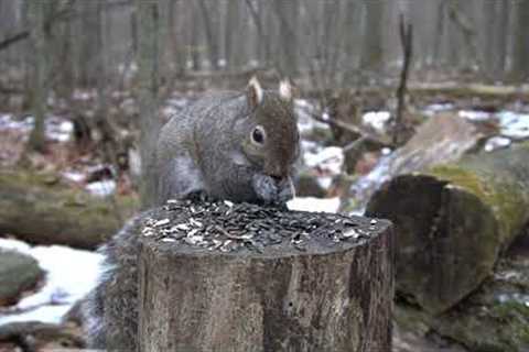 Squirrels Feeding in the Forest - 10 Hours - Jan 21, 2022