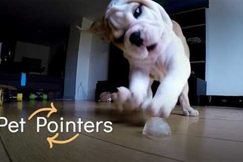 What To Expect With A New Puppy |  Pet Pointers