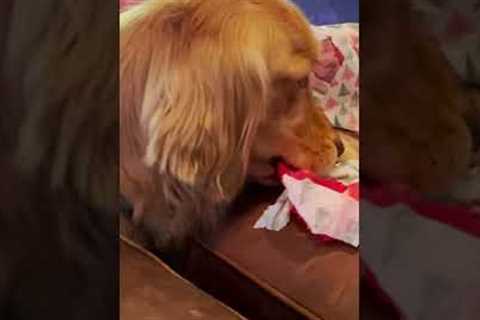 Dog Unwraps Gift With Pet Parent's Help