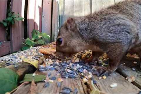 Backyard Chipmunks and Squirrels - Jan 23, 2022