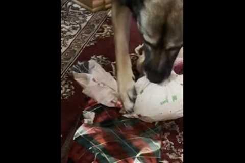 Dog Impatiently Rips Wrapping Paper Off Her Christmas Present - 1278447