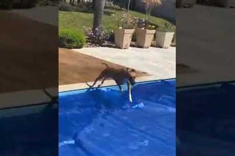 This Dog Walks On Water #shorts