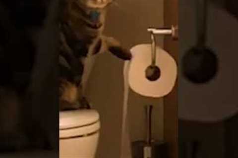 Naughty Cat Unrolls Toilet Paper With Their Paw