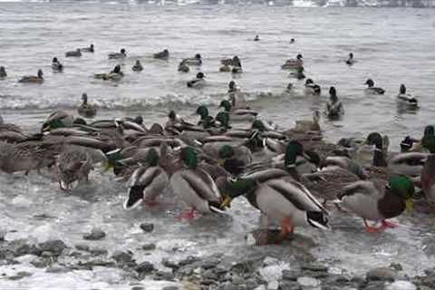 Ducks and Geese in the Cold Winter Water - 10 Hours - Jan 25, 2022