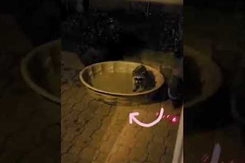 Pet Raccoons Chase Laser Light Flashed by Their Pet Parent