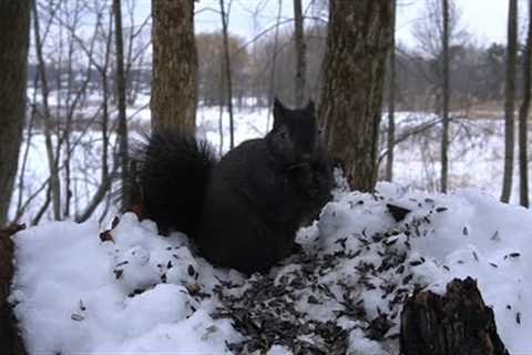 Winter Squirrels in the Forest - 10 Hours - Jan 26, 2022