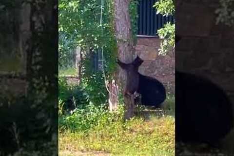 Wild Cubs Accompanying Mama Bear Play Tetherball