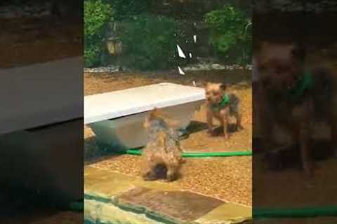 Playful Dogs Go Crazy With Water Hose