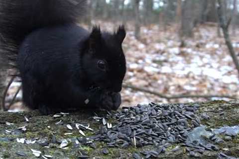 Animals in the Winter Forest - 10 Hours - Jan 27, 2022