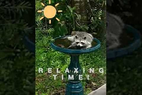 Raccoon Cools Off And Drinks From Birdbath