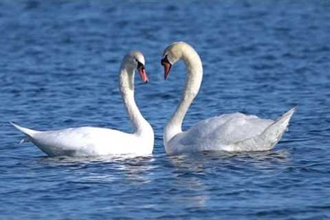 Swan Lake - 10 Hours of White Swans - Jan 28, 2022