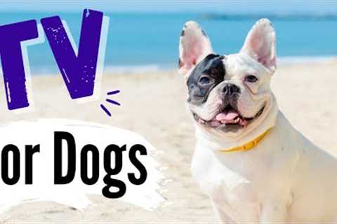 TV for Dogs | Dog Stories | ?BEACH DOGS | Videos for Dogs To Watch- Ocean Ambience ?