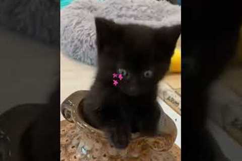 Adorable Kitten Performs Magic Trick!