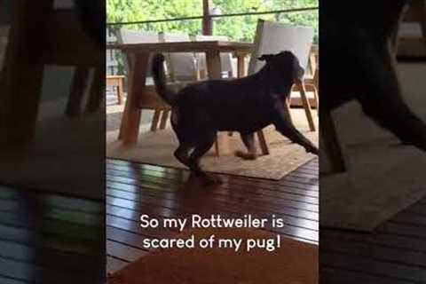 Pug Chases Big Rottweiler!