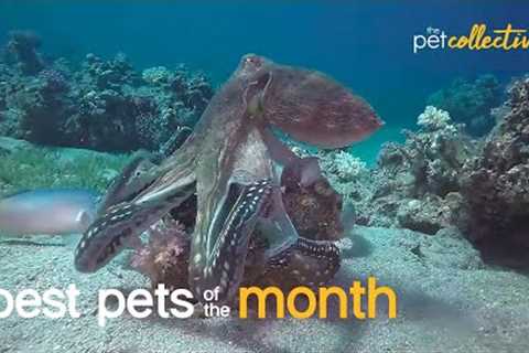 Best Pet Of The Month (January  2022)