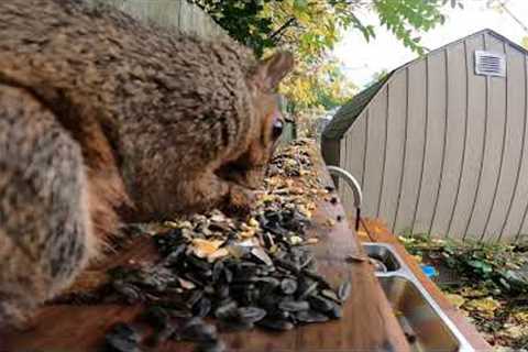 Sunday Morning Squirrels at the Mud Kitchen - Jan 30, 2022