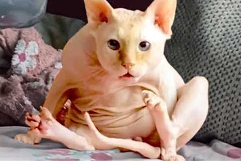 Hairless Cats Are Hilariously Cute | Funny Pet Videos