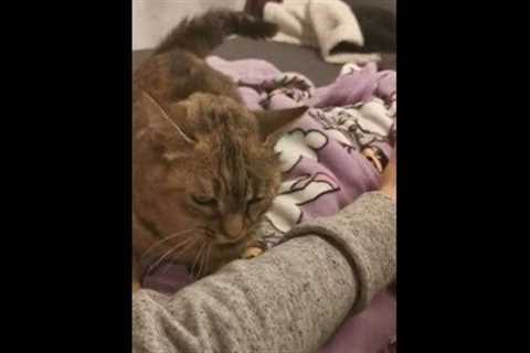 Cat Gets Annoyed When Owner Stops Scratching Them - 1283406